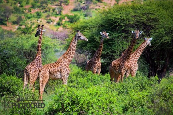 Giraffes on the Savanna: A Visual Asset for Wildlife and Travel Projects