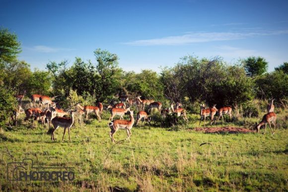 Impalas Herd: Capturing the Grace of the African Savanna