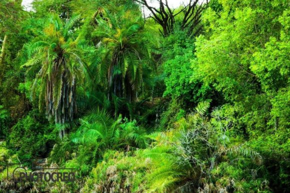 Jungle Aesthetics: Leveraging Natural Imagery in Modern Design