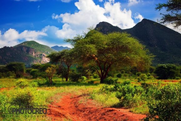 Savanna Landscape: Visual Storytelling Guide